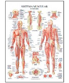 SISTEMA MUSCULAR