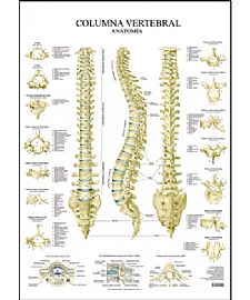 COLUMNA VERTEBRAL