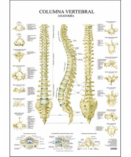 COLUMNA VERTEBRAL