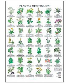 PLANTAS MEDICINALES